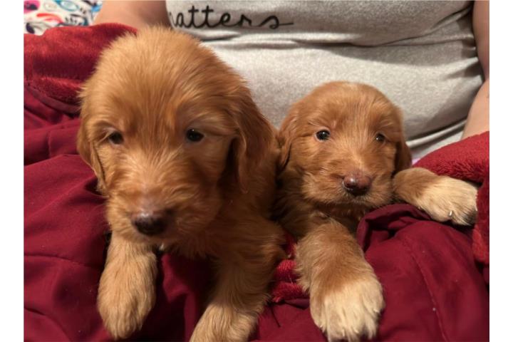 Goldenrodoodle F1 Machos Puerto Rico