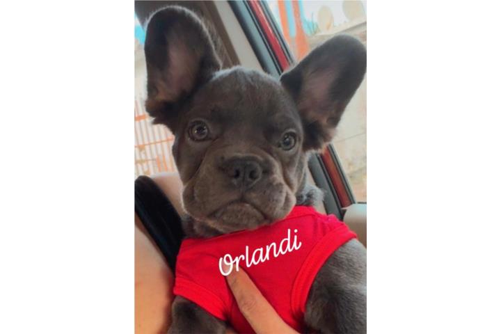 French Bulldog Puerto Rico