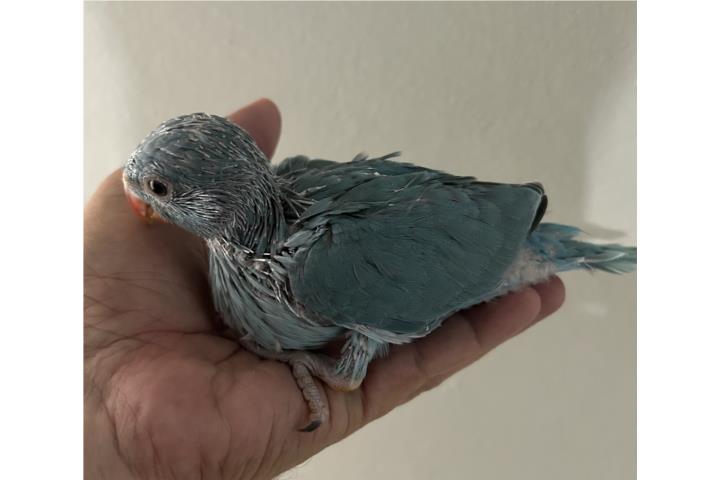 Ringneck Azul Puerto Rico