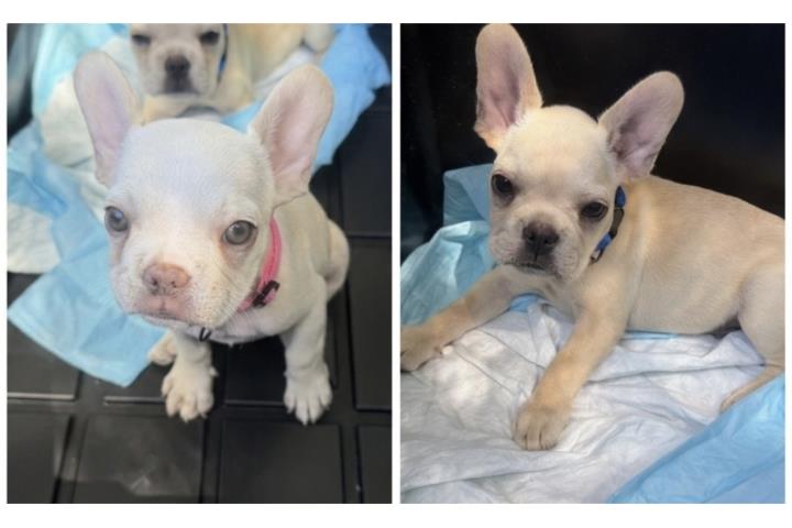 French bulldog  Puerto Rico