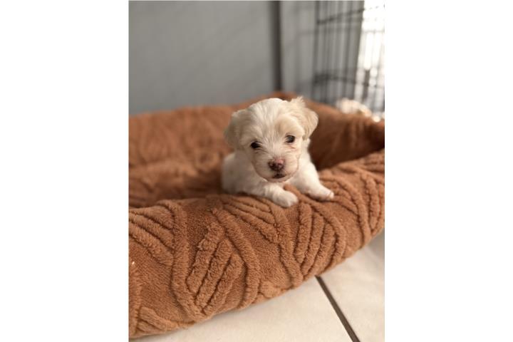 Maltese Bichon Puerto Rico