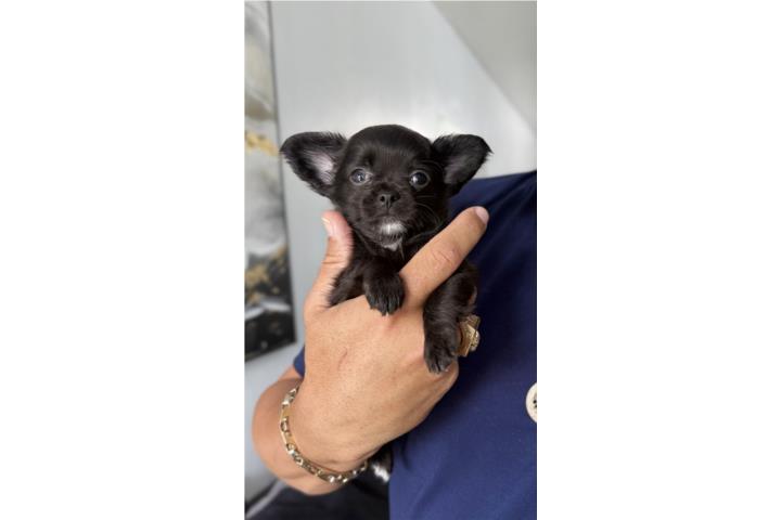 Chihuahua hembra pelo largo Apple head  Puerto Rico