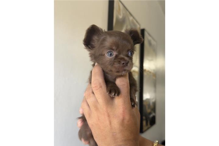 Chihuahua pelo largo apple head  Puerto Rico