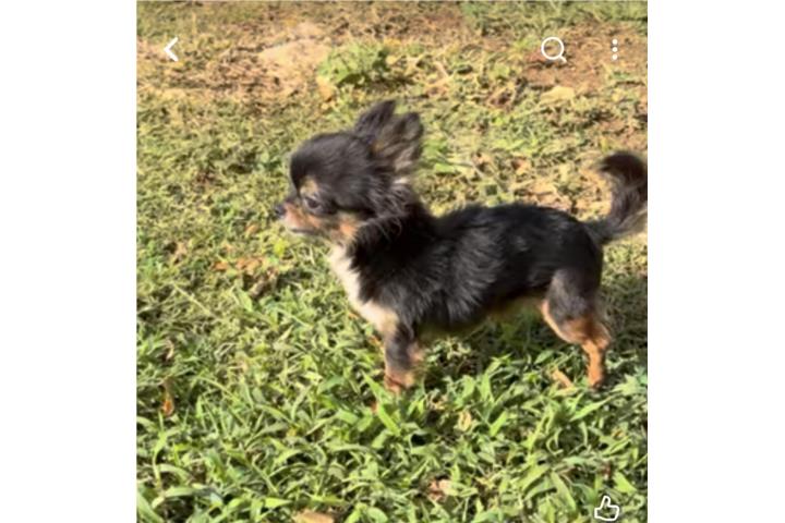 CHIHUAHUA APPLE HEAD ?? Puerto Rico