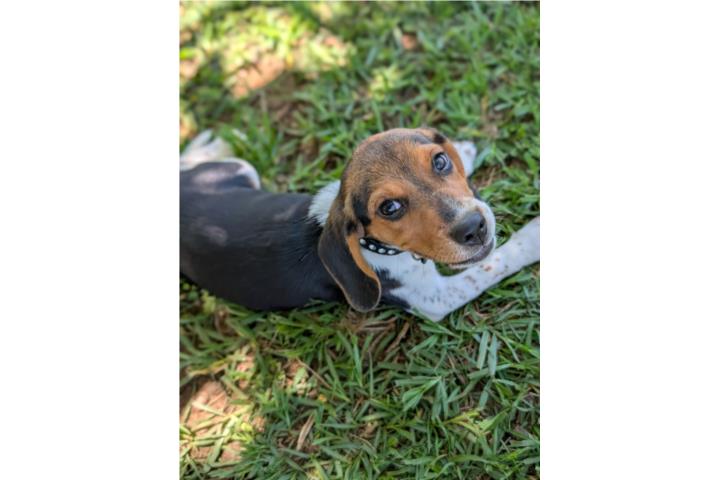 Beagles Hembras Puerto Rico