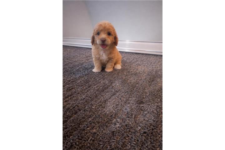 Hermoso toy poodle Nene Puerto Rico