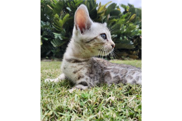 Bengals Cats Saulian Puerto Rico