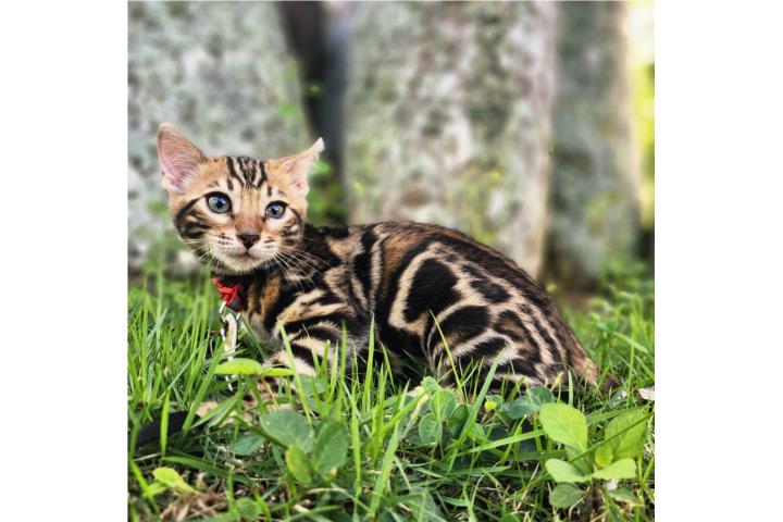 Bengals Cats Saulian Puerto Rico