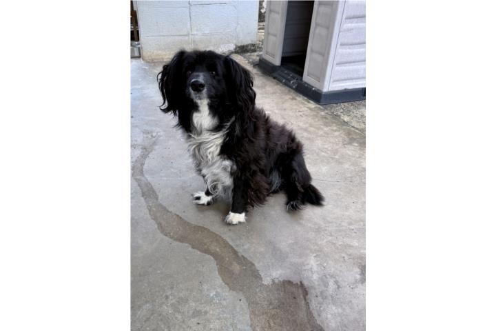 Perrito bien bueno en Adopción Puerto Rico