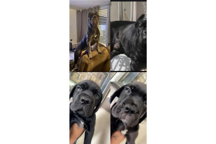 Perritos cane corso Puerto Rico