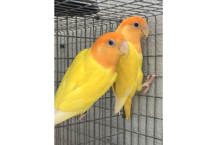 Lovebirds 1 Pareja Puerto Rico