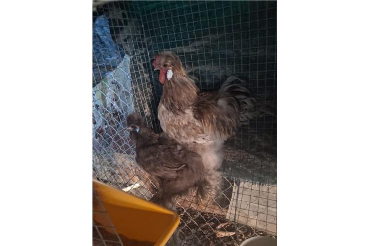 PAREJA SILKIE  Puerto Rico