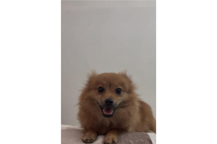 Pomerian hembra 6 meses Puerto Rico