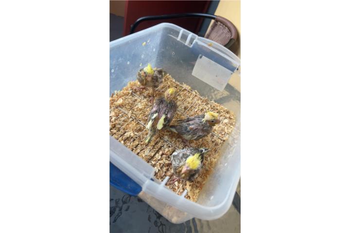 Cockatieles handfeed Puerto Rico