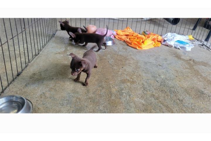 Chihuahua  Puerto Rico
