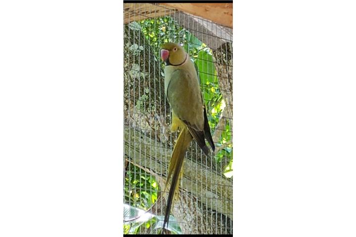 Ringneck macho adulto olivo  Puerto Rico
