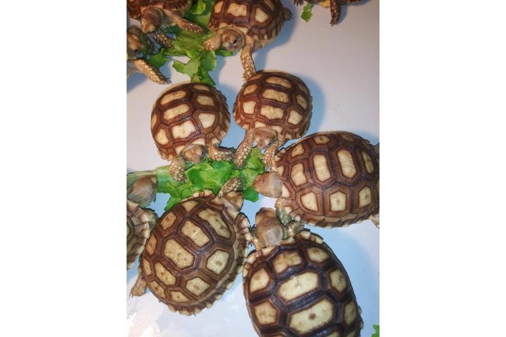 Tortugas terrestres sulcatas nacidas en PR Puerto Rico