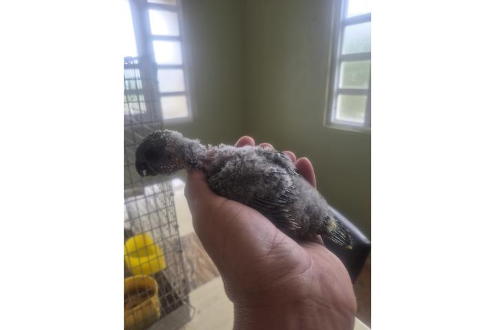 Bebé nadai conure hand feeds  Puerto Rico