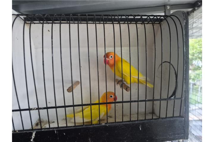 Hermosa pareja de decino portadores a ino Puerto Rico