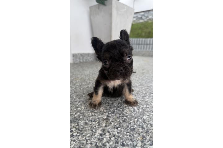 Frenchies  Puerto Rico