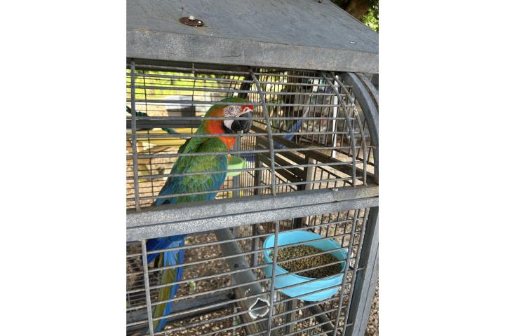 Aves guacamayo adulto macho  Puerto Rico