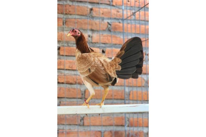 Gallinas finas para castar probadas linea de  Puerto Rico