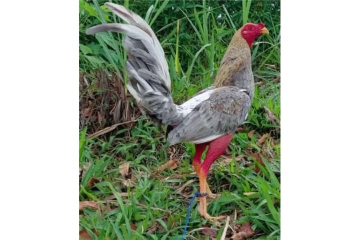 Pollos y gallos adelantados y ready Puerto Rico