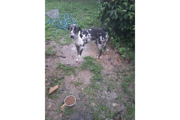 Gran danés dalmata $100 Puerto Rico