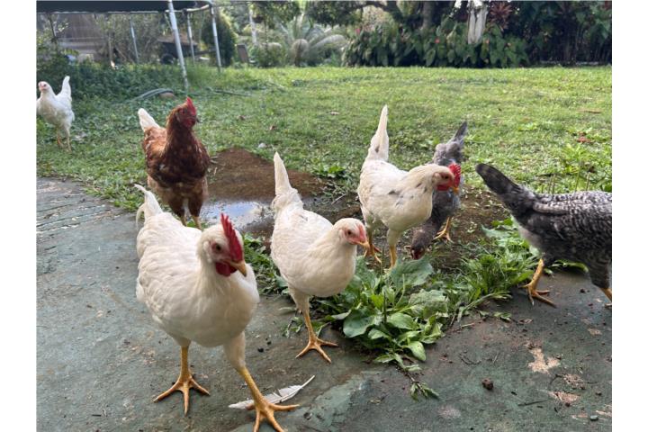 7 Gallinas Ponedoras y 4 Gallos Puerto Rico