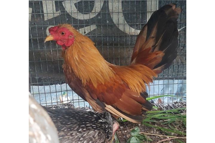 Gallito Kiri Puerto Rico