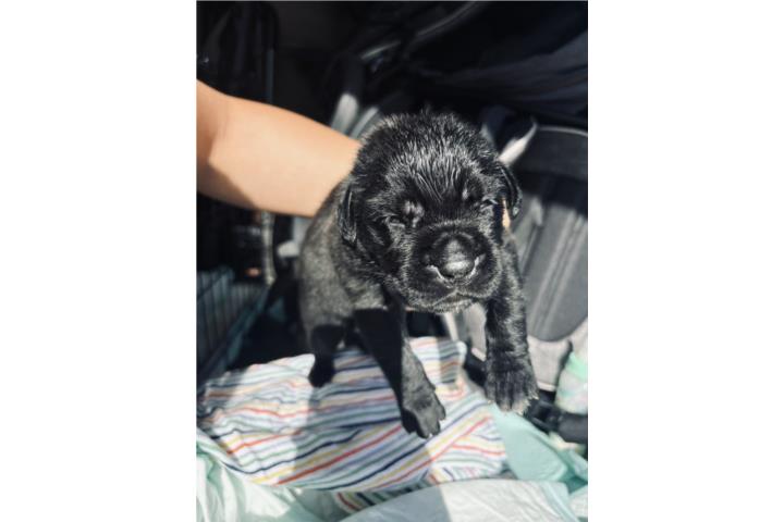 Cane Corso macho  Puerto Rico