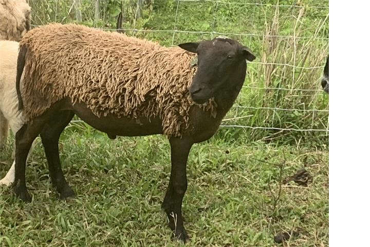 Ovejo de 1 año  Puerto Rico