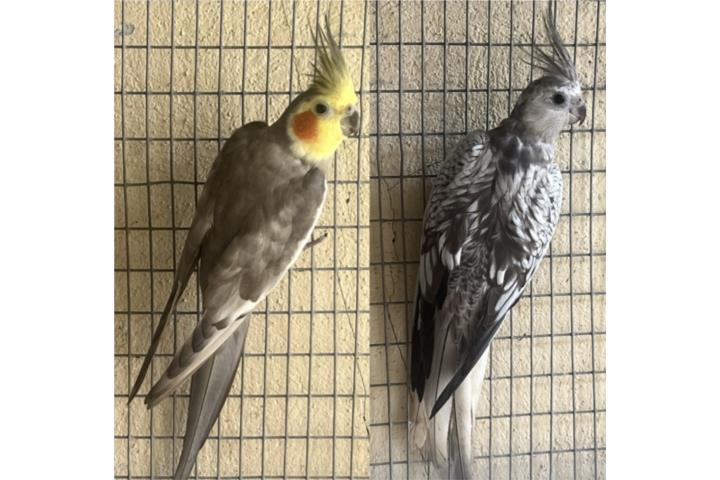 Cockatieles en Arecibo  Puerto Rico