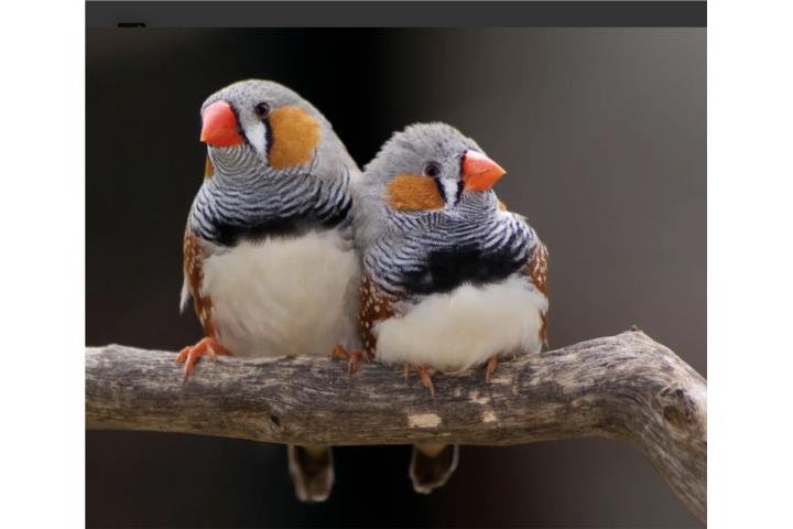 Finches Zebras Puerto Rico