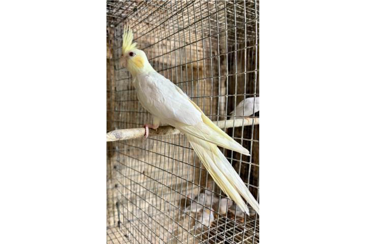 Cockatiel hembra joven  Puerto Rico