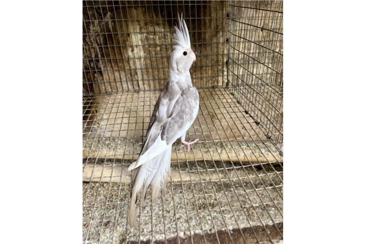 Cockatiel macho joven  Puerto Rico