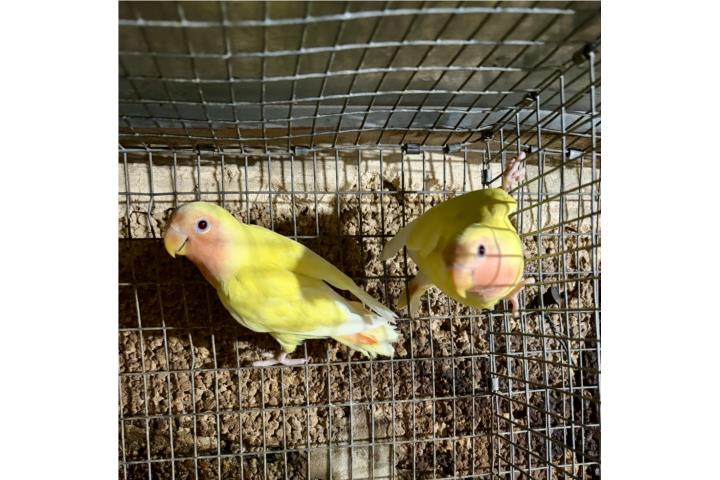 Pareja de lovebird lutinos Puerto Rico
