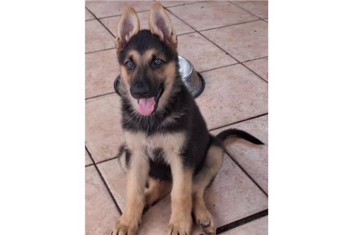 German Shepherd Puerto Rico