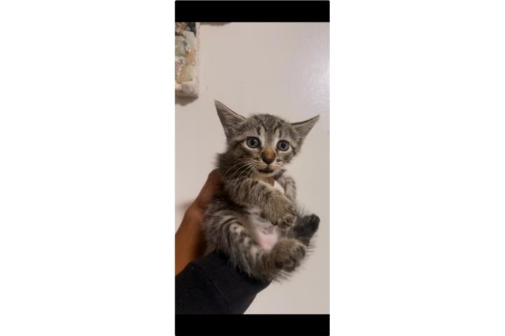 bebé gatito de hermosos ojos Puerto Rico