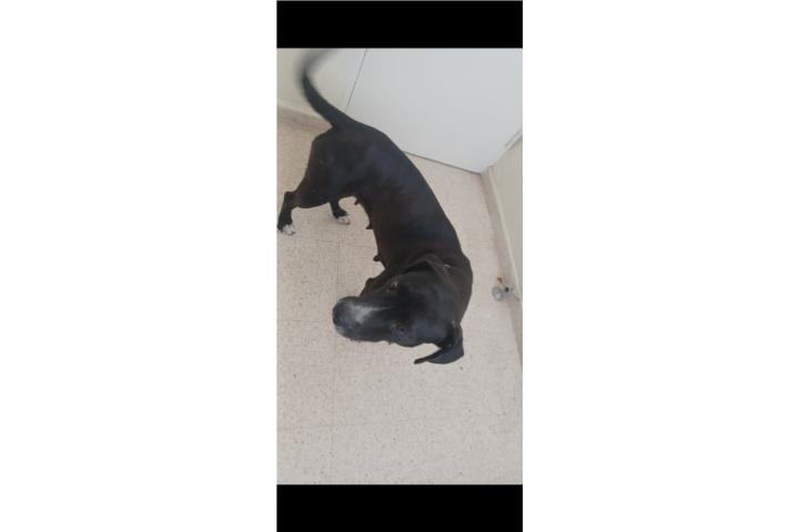 Perrita en Adopción  Puerto Rico
