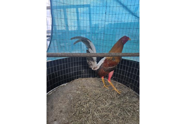 Gallos ready Puerto Rico