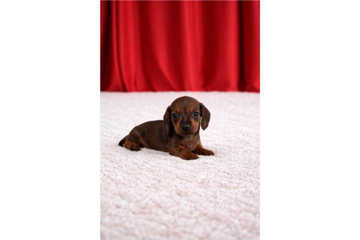 Dachshund nene  Puerto Rico