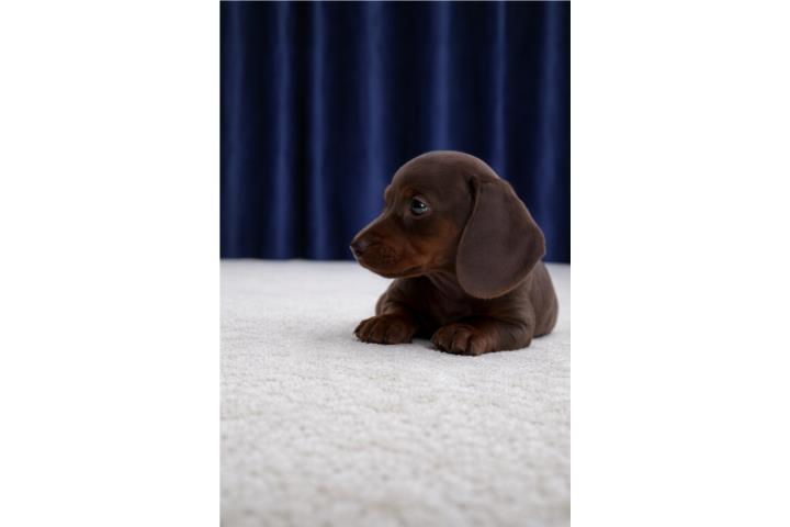 Dachshund Isabela Nene  Puerto Rico