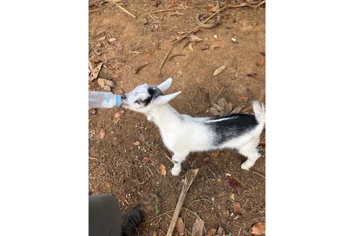 Cabrito Alpino puro Puerto Rico