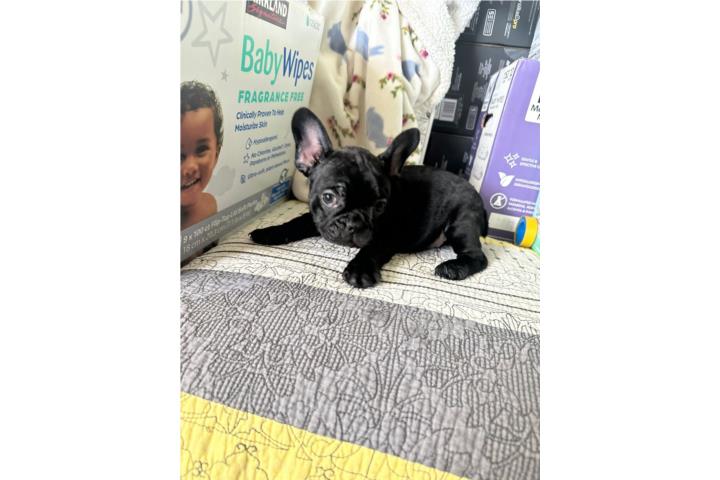 French bulldog nena  Puerto Rico
