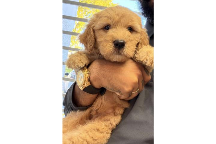 Golden Doodle F1B Puerto Rico