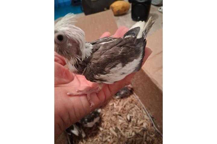 Cockatieles BB en venta  Puerto Rico