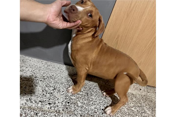 American Bully XL Puppy ''Pitbull Bully'' Puerto Rico