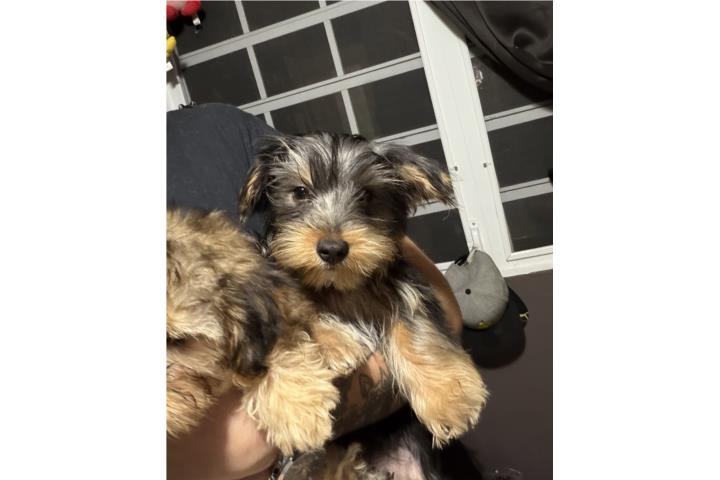 Yorkie hermoso Puerto Rico