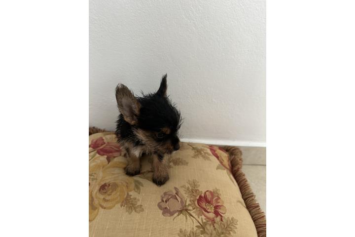 Yorkies  Puerto Rico